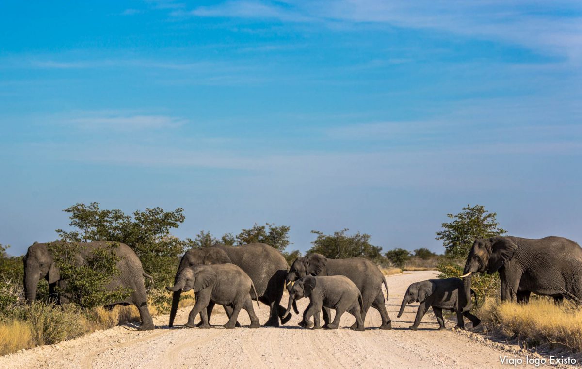 Safári no Parque Etosha é o melhor da Namíbia - Viajo logo ...